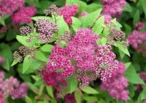 Descrizione della spirea giapponese Frobeli, le sottigliezze della crescita e della cura
