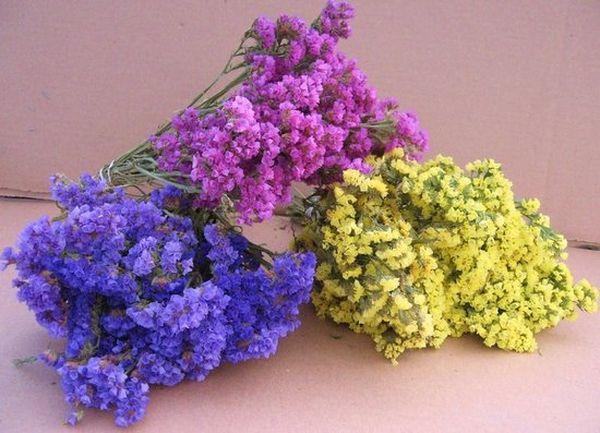 „Statice Violetta“