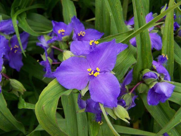  Tradescantia dans l'appartement