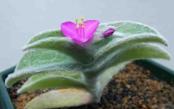 Fleur de Tradescantia