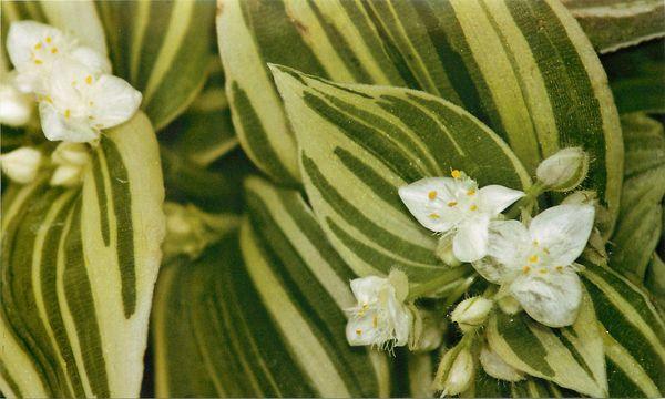 Tradescantia Belotsvetkovaya