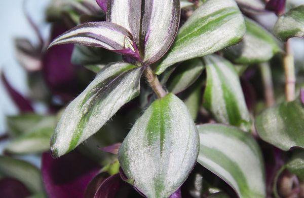 Tradescantia Myrtle