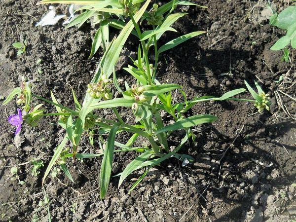 Atterrissage Tradescantia