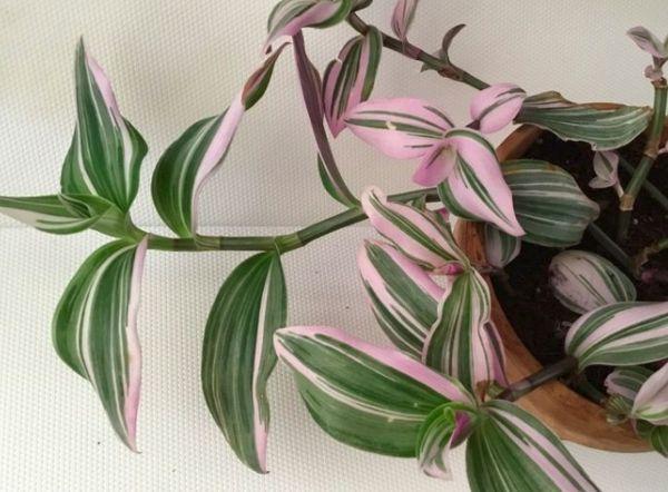 Tradescantia dans la maison