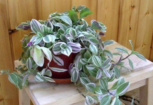 Tradescantia dans un pot