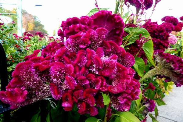 blühende Blumensträuße