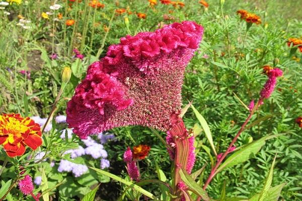 Blüte gebildet