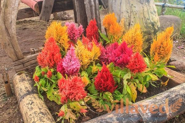 Blumenbeet für Liebhaber