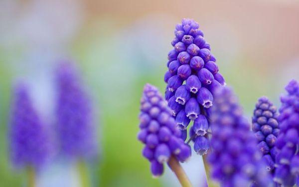 λουλούδια muscari
