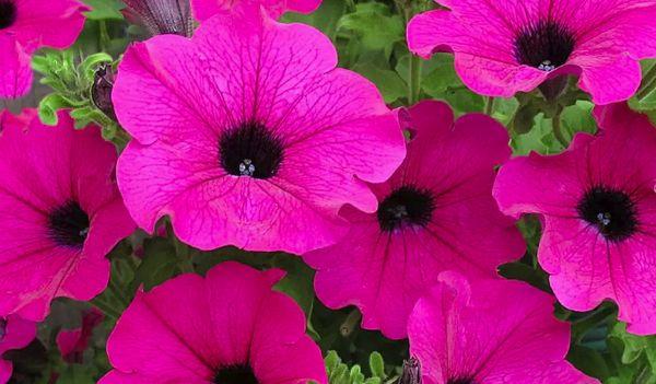 Petunienblume