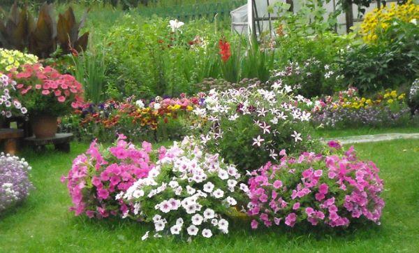 Blumen auf dem Land
