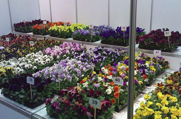 Sämlingsblumen