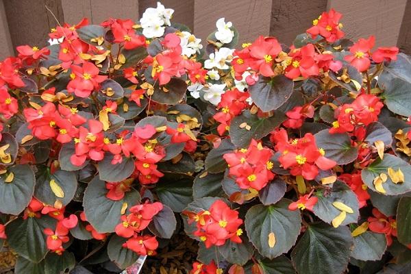 begonia care