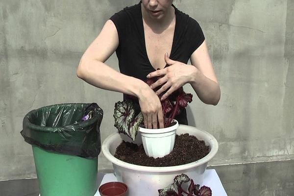 transplant process