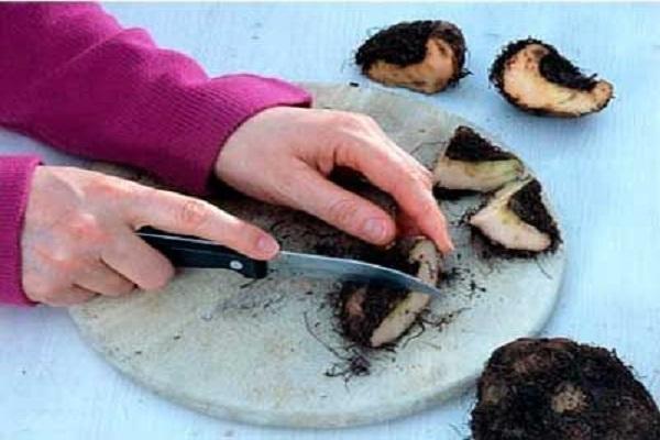 tuber division