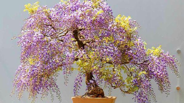 wachsende Blumen