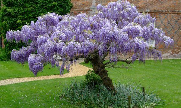 Glyzinien im Garten