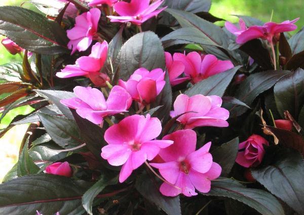 inomhus blomma balsam