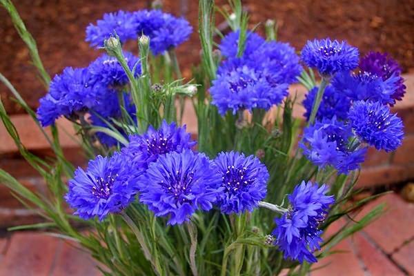 beautiful bouquet