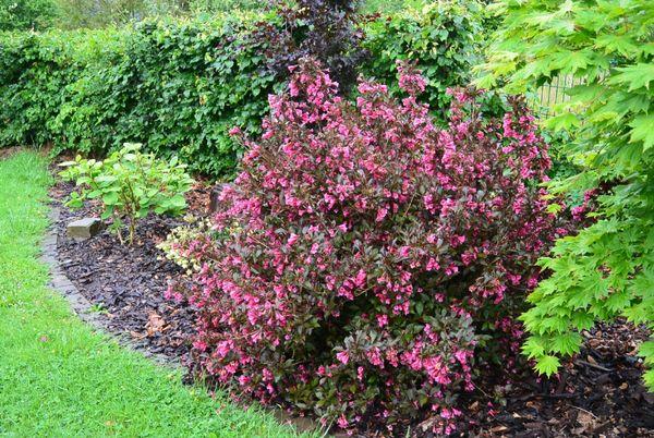 Weigela lila
