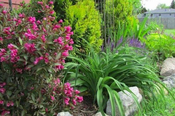 Weigela im Garten