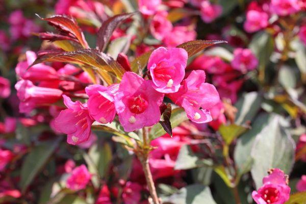 Weigela Blumen