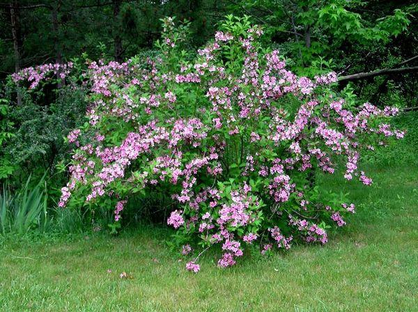 Weigela bunt