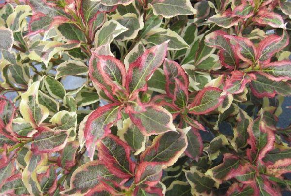 Weigela Münze