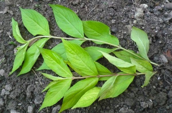 Weigela Stecklinge