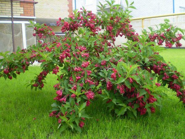 Weigela Busch