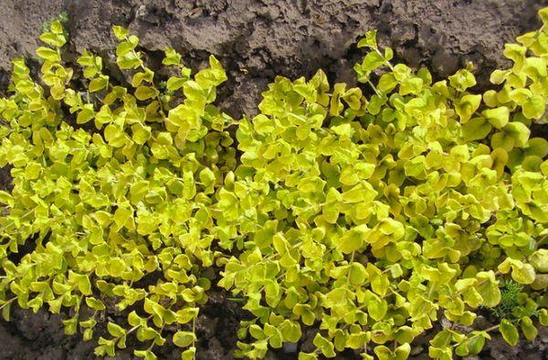 Slipper Aurea