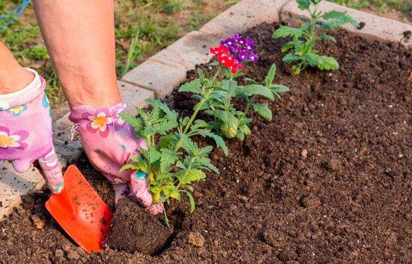 planting verbena