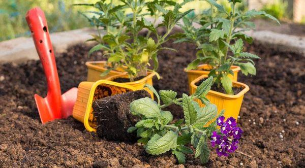 Flower cultivation