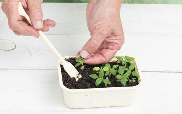 verbena seedlings