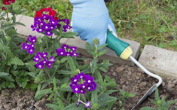 weeding flowers