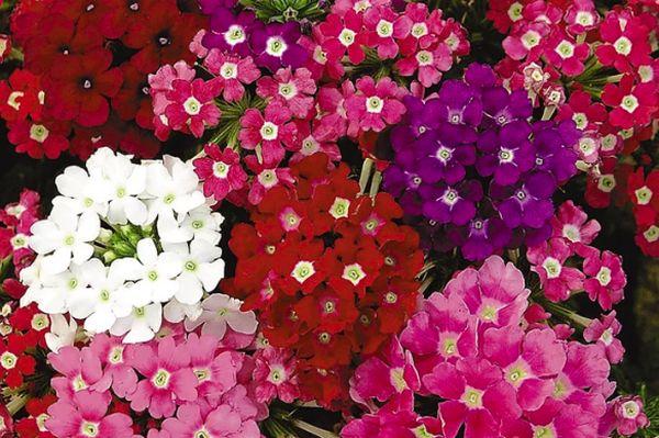 verbena Compact