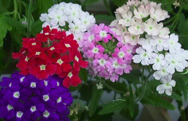 multicolored verbena