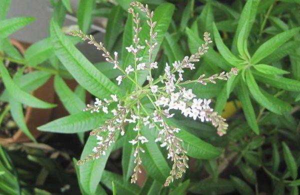 lemon verbena