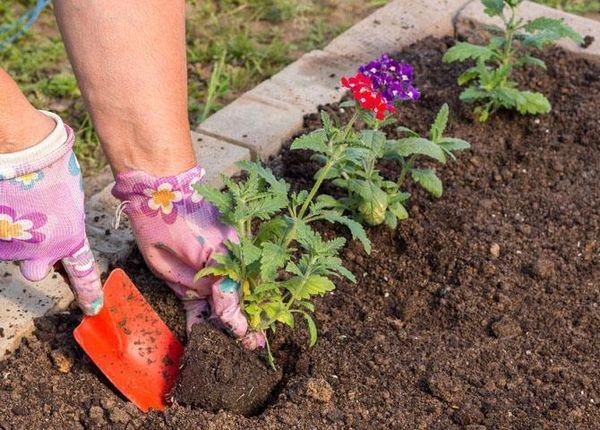 planting verbena