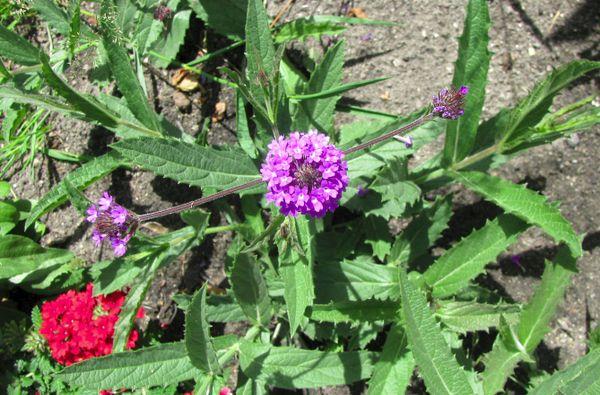 verbena hard