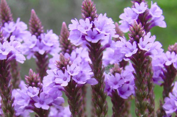 verbena straight
