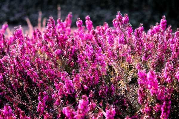 Veres Erica