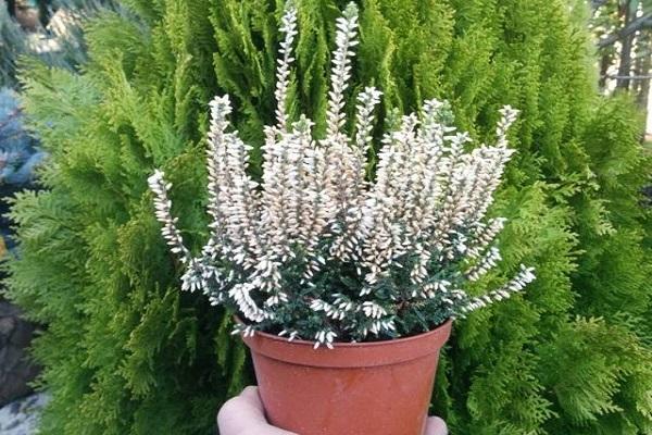 füttere eine Blume