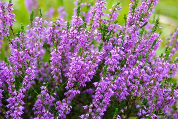 Bergblumen