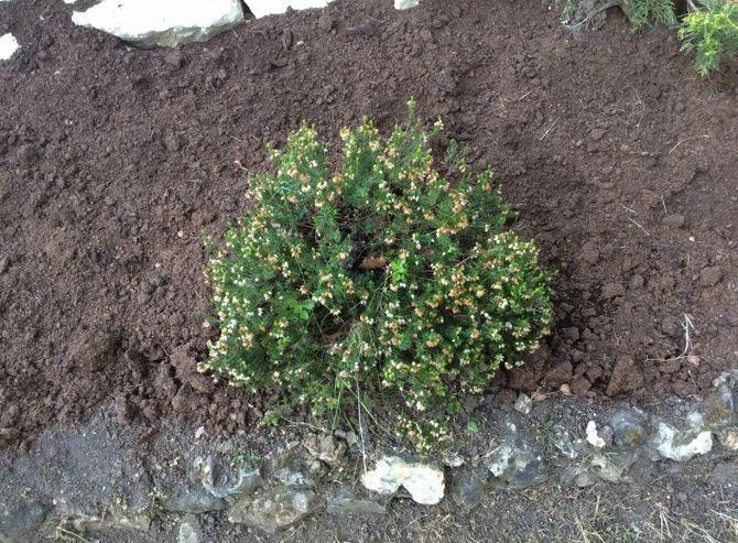 Boden transplantieren