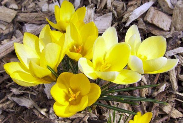 Žltý krokus