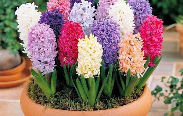färgglada blommor