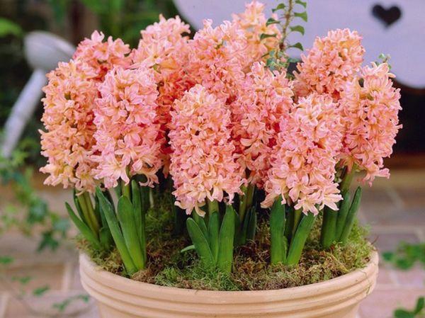  hyacinty v kvetináči