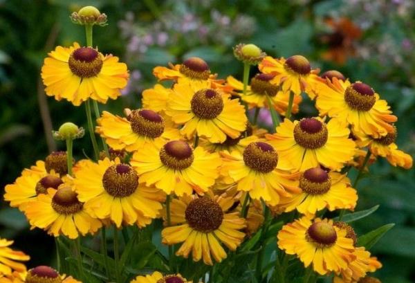 mehrjähriges Helenium