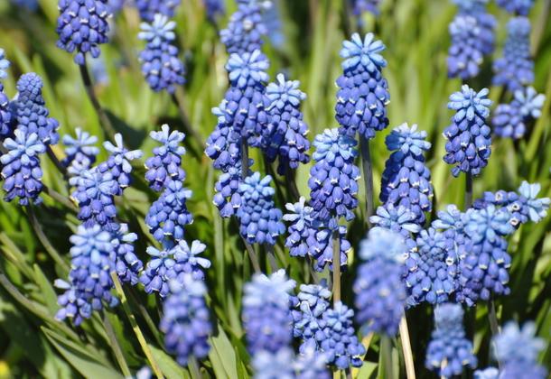 odroda muscari